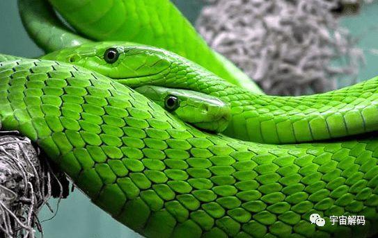 盘点最常见的十种绿蛇