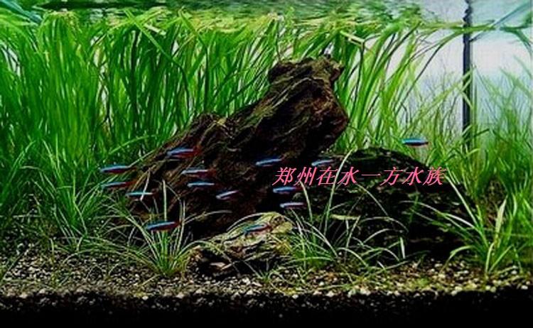 水族箱鱼缸水草缸生态造景装饰活体植物懒人速成水草:大水兰