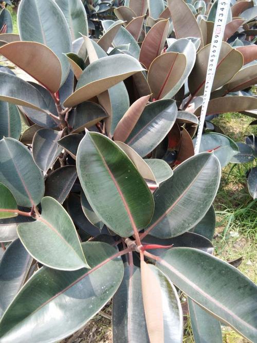 黑金刚,橡皮树,自产自销,基地生产,广东佛山