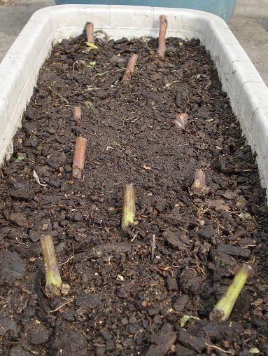 【推荐】葡萄扦插育苗视频