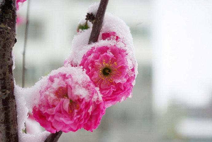 梅梅飘到我身边! 傲雪开心牛 2014.03.23