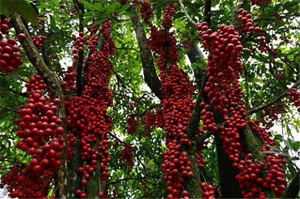 树上结出一串串红彤彤的果实,个个香甜可口,还具有抗肿瘤的功效