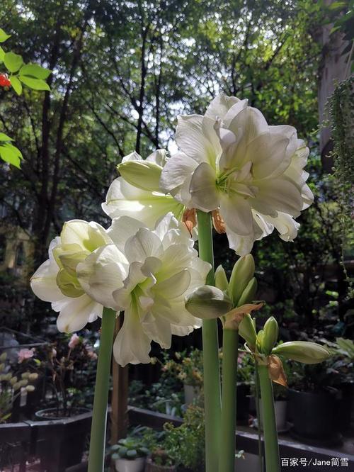 亲测几款好看又好养的朱顶红经典品种