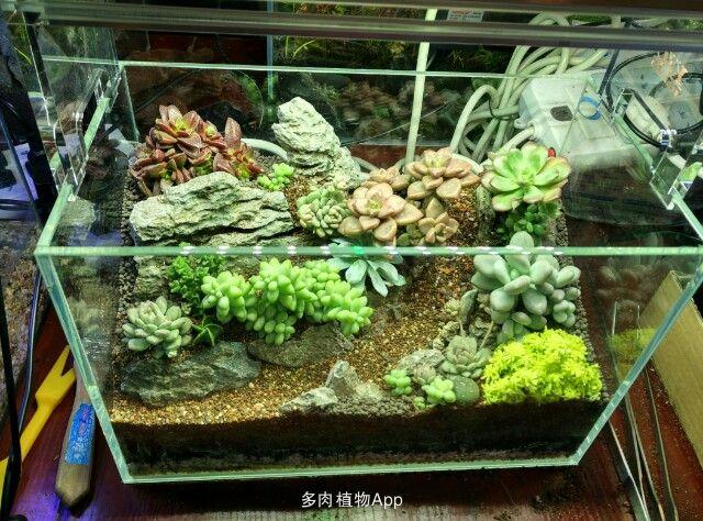 多肉缸制作