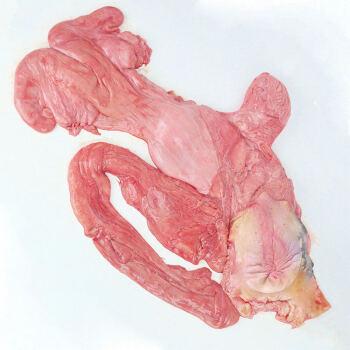 新鲜一整套牛欢喜黄牛生殖器牛二姐母牛子宫输卵管卵巢牛逼