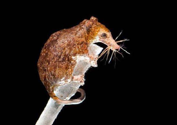 盘点12种神奇的哺乳动物 鸭嘴兽后足有刺内藏毒[组图]