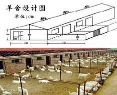 羊舍设计图