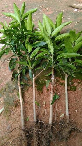 供应金煌芒果苗