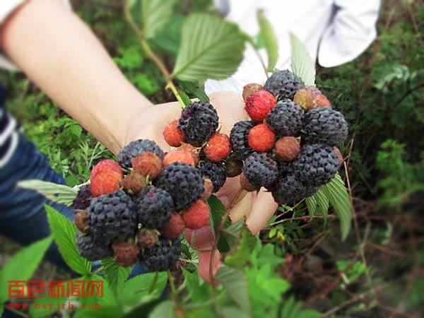 的享义,龙歪等村屯路边,一丛丛野生的乌泡(别名又叫"紫树莓")已经成熟