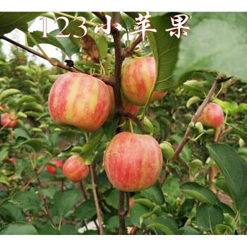 东北特产123果树苗123沙果123小苹果树苗沙果苗南北方