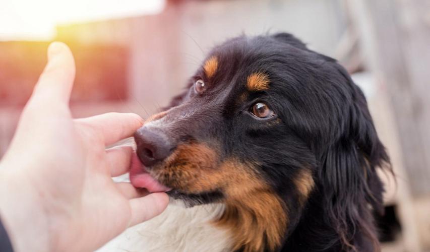 狗狗舔人有很多原因别傻傻不知道