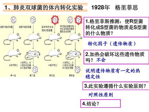 格里菲斯推测:使r型菌 转化成s型菌的物质是s型菌 的什么物质?