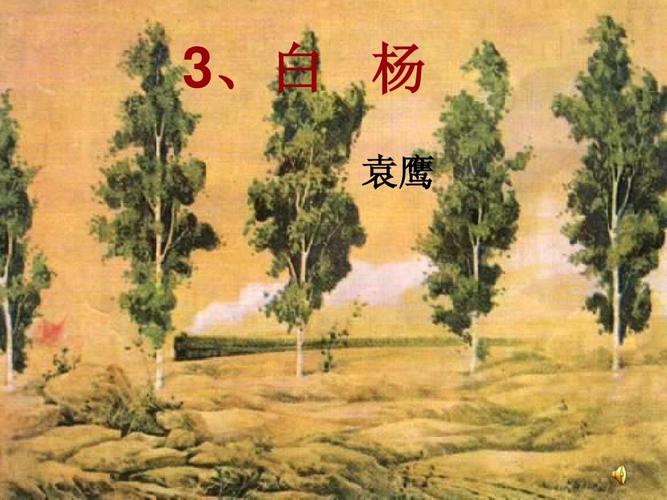 3白杨幻灯片ppt