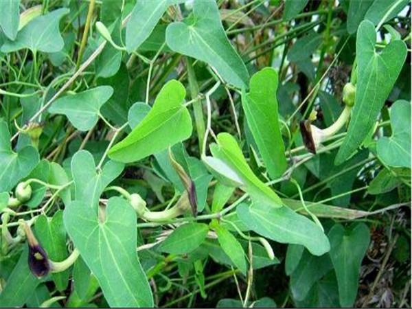 青木香的功效与作用