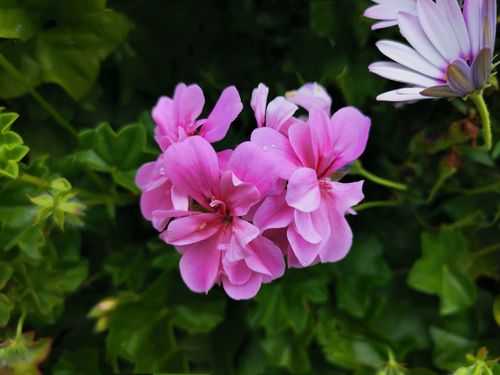 首发遇见你是我的缘盾叶天竺葵