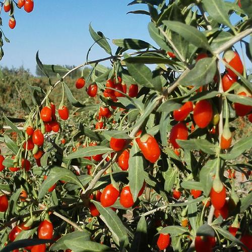 供应优质枸杞树苗大量供应产地**不结果枸杞树苗量大从优现货