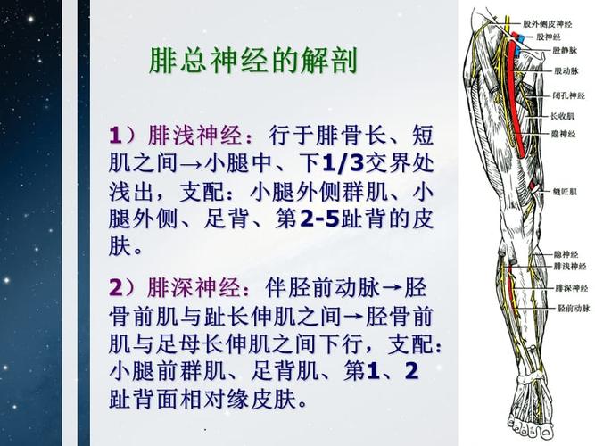 腓总神经解剖及损伤后临床表现