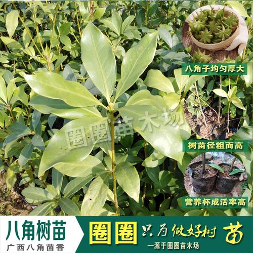购客八角树苗八角苗八角大料树苗八角茴香树苗小苗调料山地庭院盆免邮