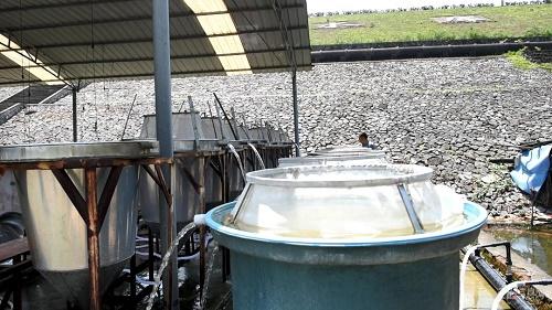 网友随手拍数以亿计的鱼苗是这样孵化繁殖的