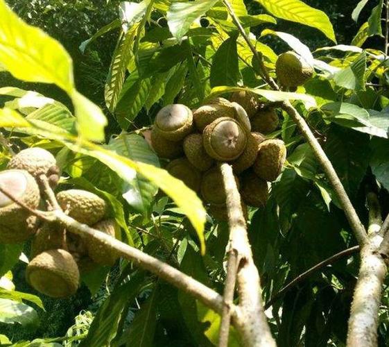 风流果子大果天竺粒广西益肾子配阴阳子双肾子泡酒精选风流果100克