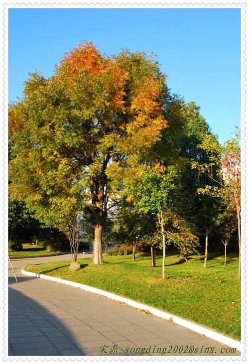 植物分类大乔木