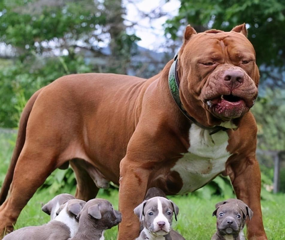 世界公认最凶猛的狗是美国比特犬,对人类的震慑力是十分强大的!