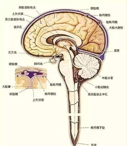 ②在蛛网膜下方流动的脑脊液通过这些颗粒渗入硬脑膜窦(上矢状窦)