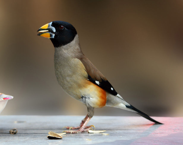 蜡嘴与铜嘴的区别