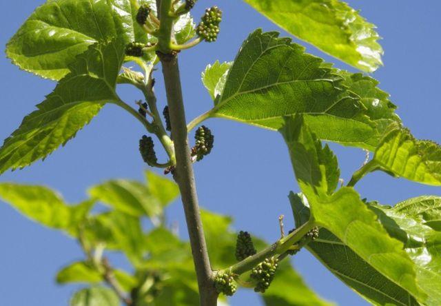 桑树全身皆是宝桑枝桑叶可入药免疫力低下建议尝试吃桑葚