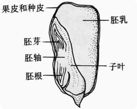 玉米种子的结构图缦下