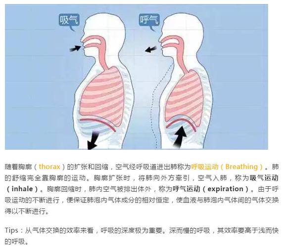 igcse生物知识点:呼吸系统深度解析