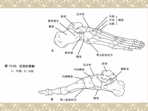 小腿踝足的骨
