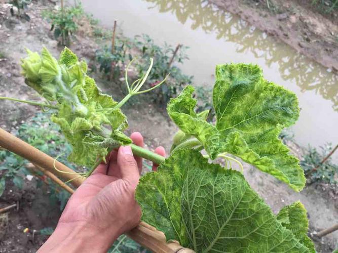 南瓜病害辨识-大丰收瓜类问诊在线平台