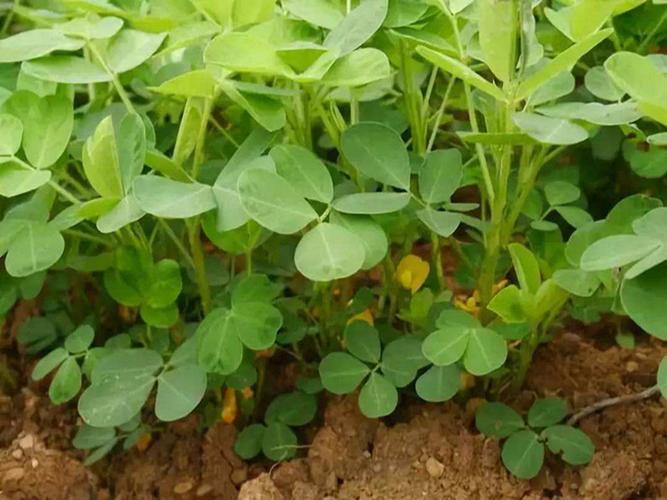 花生种子种植带壳花育16号发芽苗山东优质特大高产早熟大花生包邮