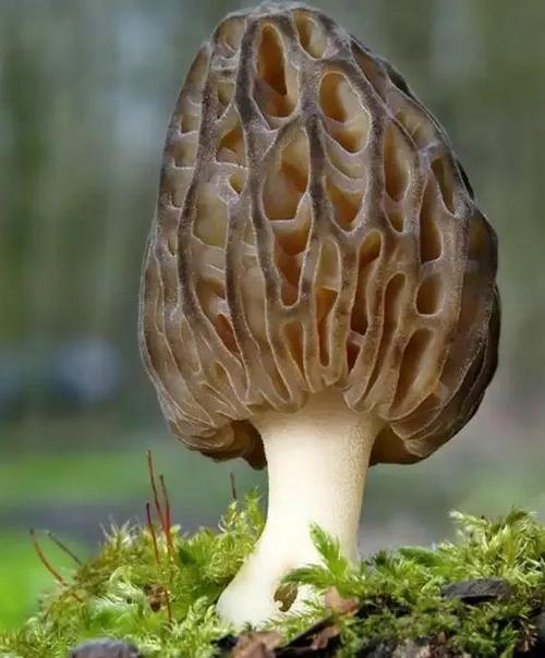 你喜欢云南美味野生菌吗――哪种野生菌最让你回味无穷