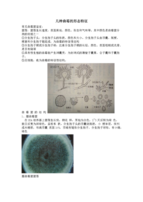 曲霉形态特征.doc