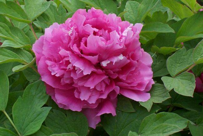 谷雨的母亲重病,牡丹仙子化身为粉衣女子丹凤,送药到谷雨家救了他的