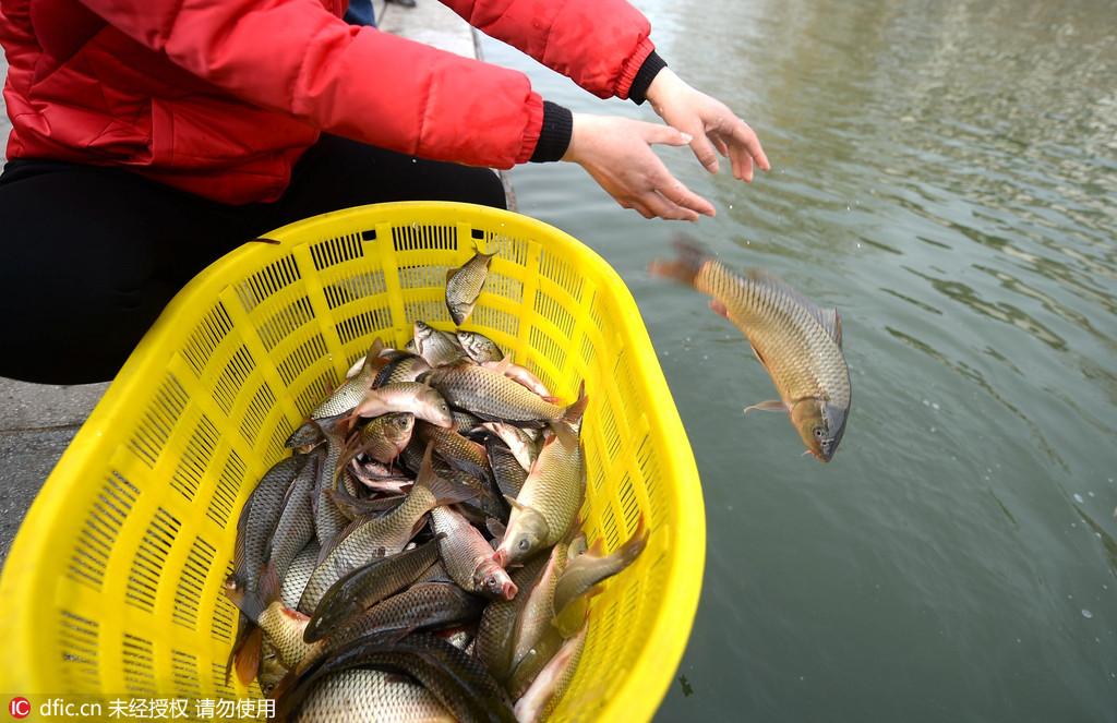 济南大妈花千元买鱼大明湖放生万斤场面震撼
