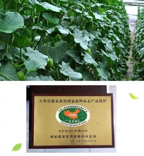 获国家地理标志保护产品认证