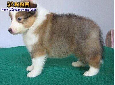 喜乐蒂幼犬