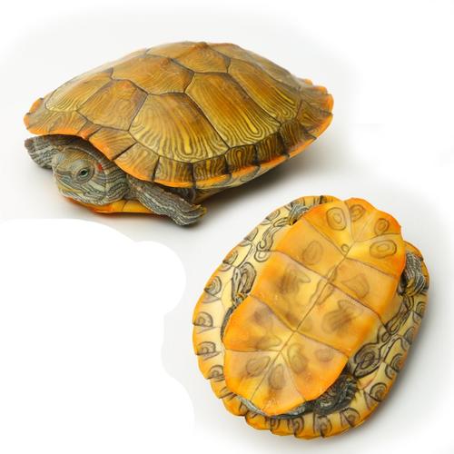 活物乌龟黄金巴西龟活体小乌龟黄金龟招财龟草龟小动物宠物观赏龟