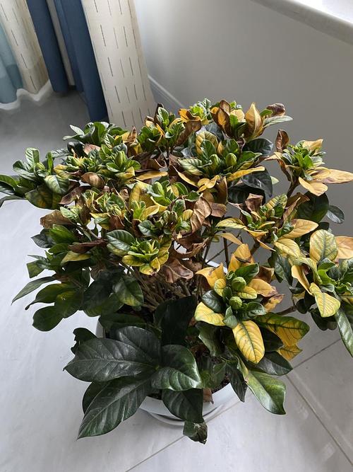 求救,栀子花为什么枯黄