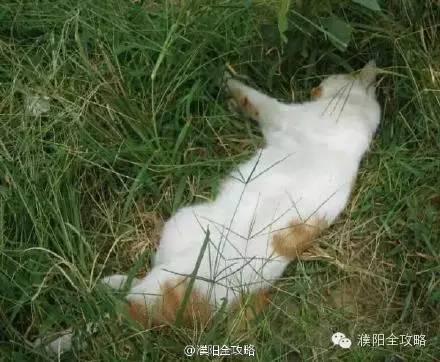 濮阳一学生宿舍养猫遭反对 猫被两次扔下摔死