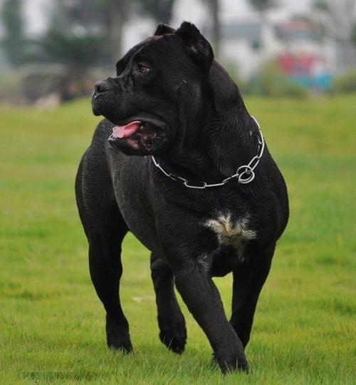 原创凶猛的卡斯罗犬,有着一颗"玻璃心"