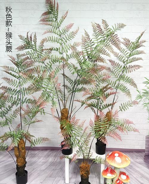 全国包邮猴头蕨植物盆栽金丝猴草假树室内禅意绿植摆件家居饰品