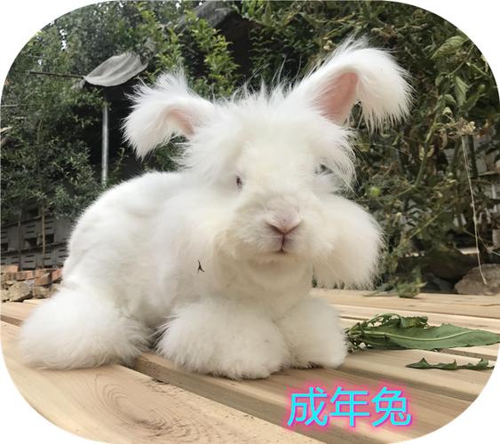 巨型安哥拉德系盖脸长毛兔 抖音同款网红兔宠物兔发的是幼兔  价格