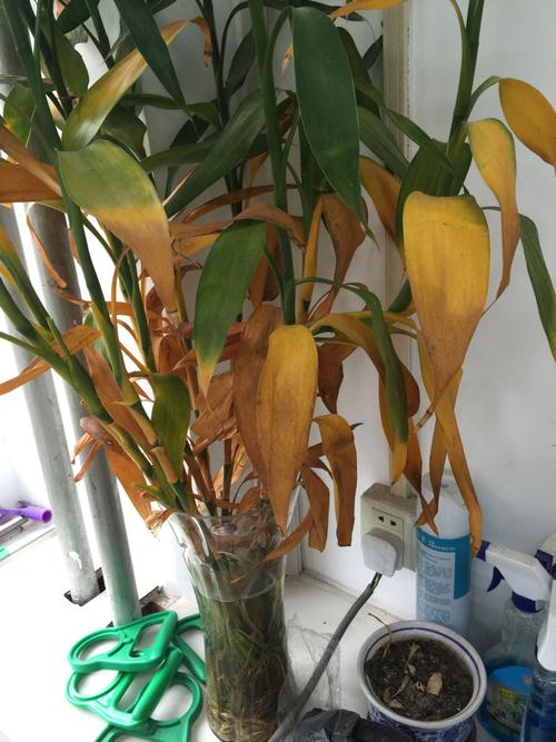 竹子叶子黄了好多怎么办?