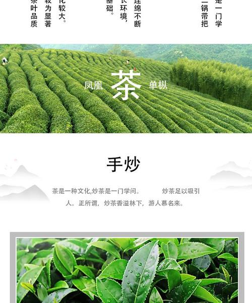 潮州特产新茶 秋茶250g烘焙大乌叶茶 凤凰单丛高山茶