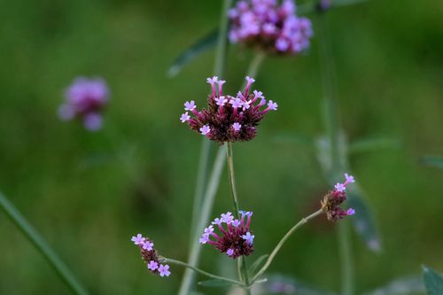 柳叶马鞭草颜色艳丽,群体效果非常壮观,可做观赏植物.