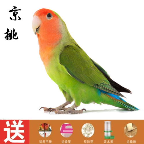 牡丹鹦鹉活体宠物鸟活体中小型说话鸟活体牡丹鹦鹉虎皮鹦鹉凤鹦鹉活体